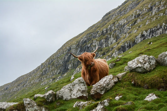 Image of a highland cattle